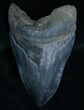 Lower Megalodon Tooth - Nice Serrations #6058-1